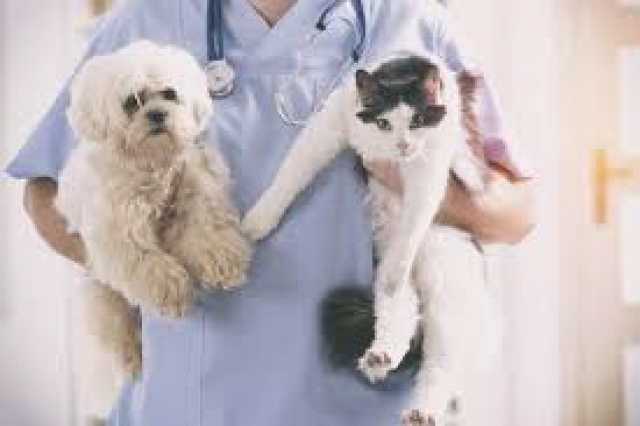 VETERINARIA 2018: GRADUATORIA DA RIFARE. ILLEGITTIMA LA DECISIONE DEL MIUR SUL QUESITO 33.